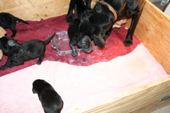 First Milk DIsh - 8